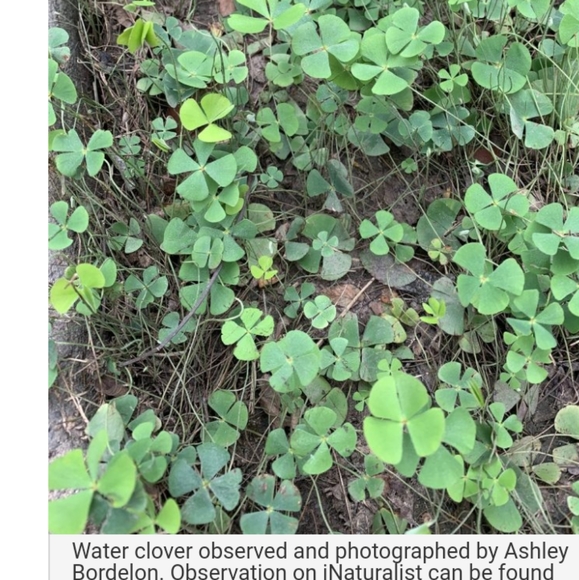 🍀 Real Wild Five 5 Leaf Clover Rare Luck REAL Found 4/26/23 in USA yard Lucky - Picture 14 of 17